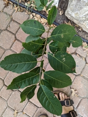 Diospyros