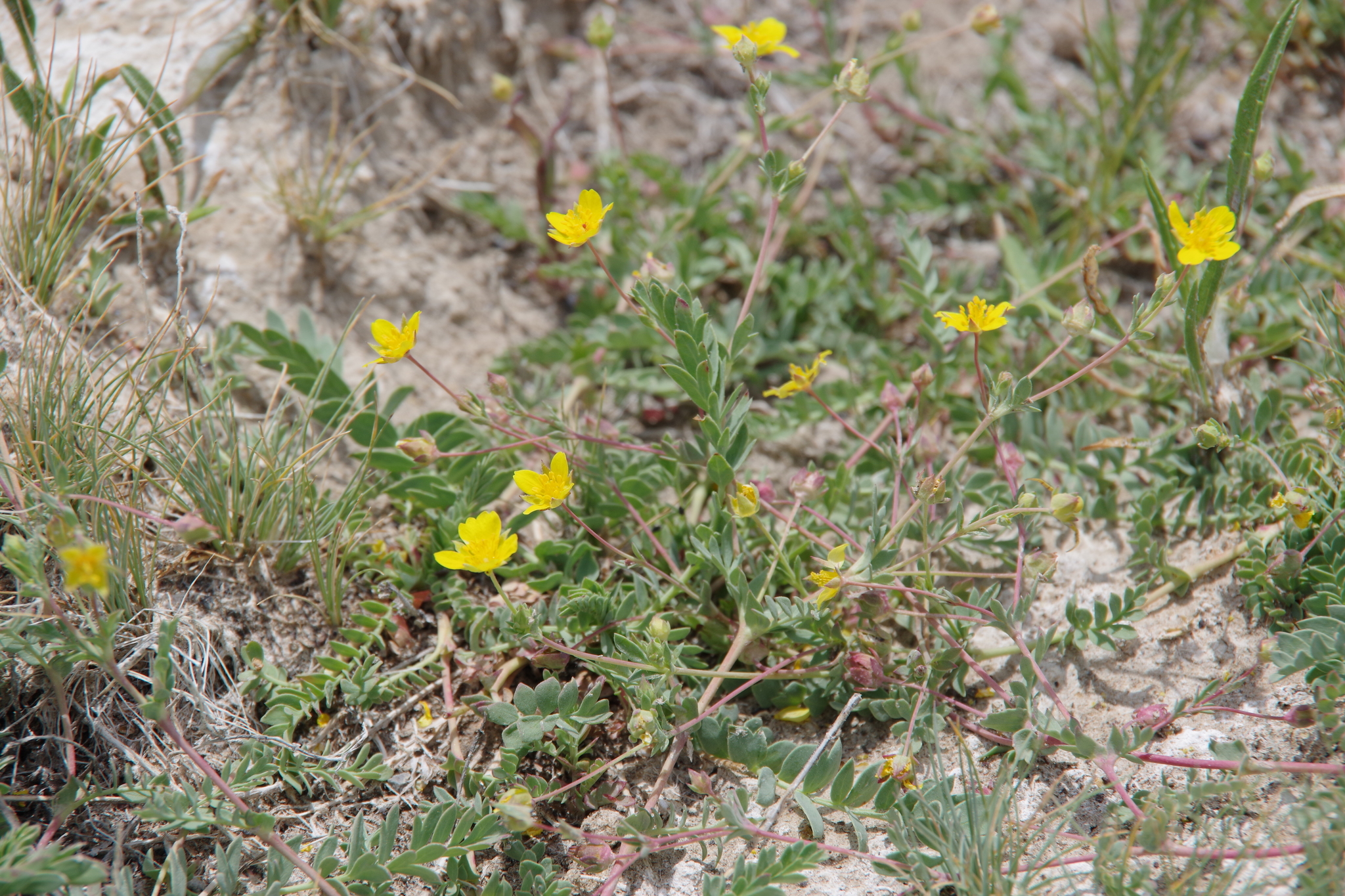 Potentilla basaltica