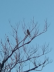 Turdus philomelos clarkei
