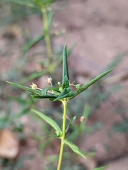 Oldenlandia corymbosa