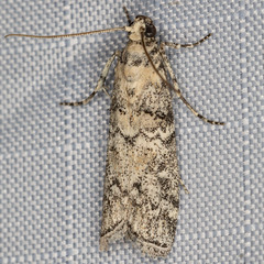 Dioryctria inyoensis