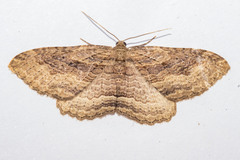 Austrocidaria gobiata