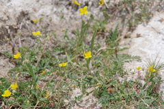 Potentilla basaltica