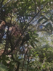 Prosthemadera novaeseelandiae novaeseelandiae