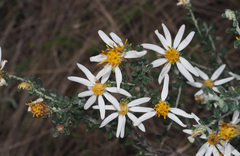 Olearia