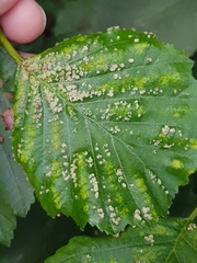 Acalitus brevitarsus