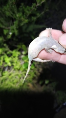 Hemidactylus garnotii