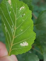 Acalitus brevitarsus