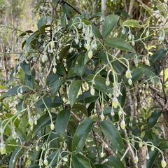 Clematis paniculata