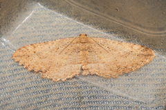 Austrocidaria