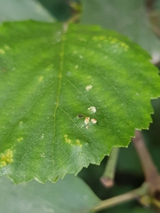 Acalitus brevitarsus