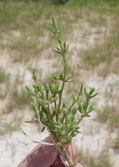 Nitrophila occidentalis