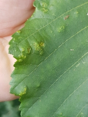 Acalitus brevitarsus