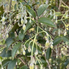 Clematis paniculata