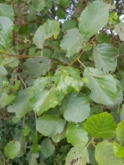 Acalitus brevitarsus