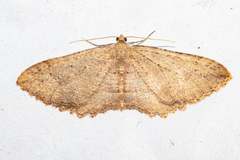 Austrocidaria