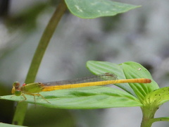 Ceriagrion coromandelianum
