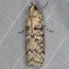 Dioryctria inyoensis