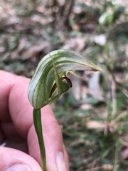 Pterostylis curta