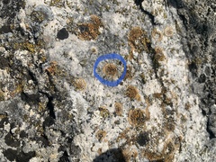 Lecanoromycetes