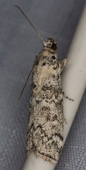Dioryctria inyoensis
