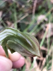Pterostylis curta