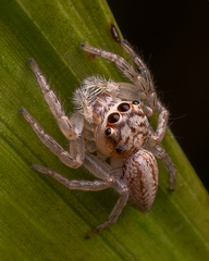 Cytaea
