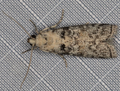 Dioryctria inyoensis