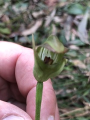 Pterostylis curta