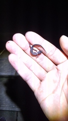 Tropidophorus sinicus