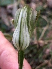 Pterostylis curta