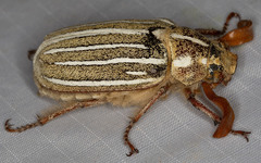 Polyphylla