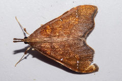Deana hybreasalis