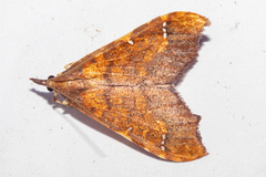 Deana hybreasalis