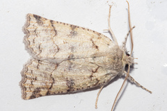 Declana floccosa