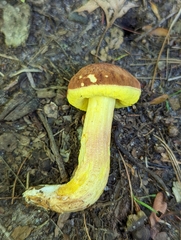 Hemileccinum rubropunctum