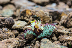 Massonia wittebergensis