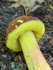 Hemileccinum rubropunctum