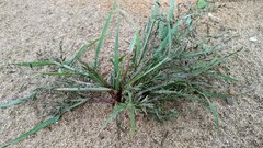 Eragrostis amurensis