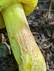 Hemileccinum rubropunctum