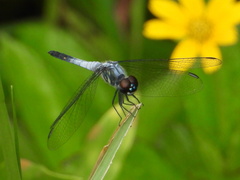 Brachydiplax sobrina