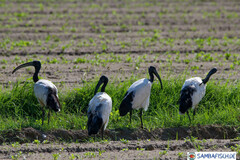 Threskiornis aethiopicus