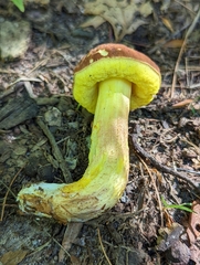 Hemileccinum rubropunctum