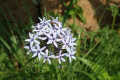 Pentanisia prunelloides