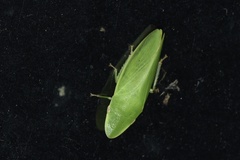 Petalocephala