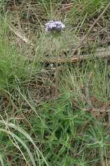 Pentanisia prunelloides