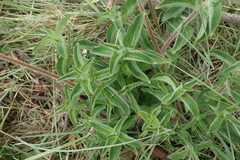 Pentanisia prunelloides