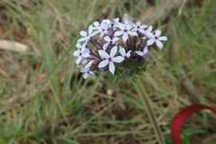 Pentanisia prunelloides