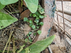 Hydrocotyle sibthorpioides