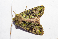 Ichneutica plena